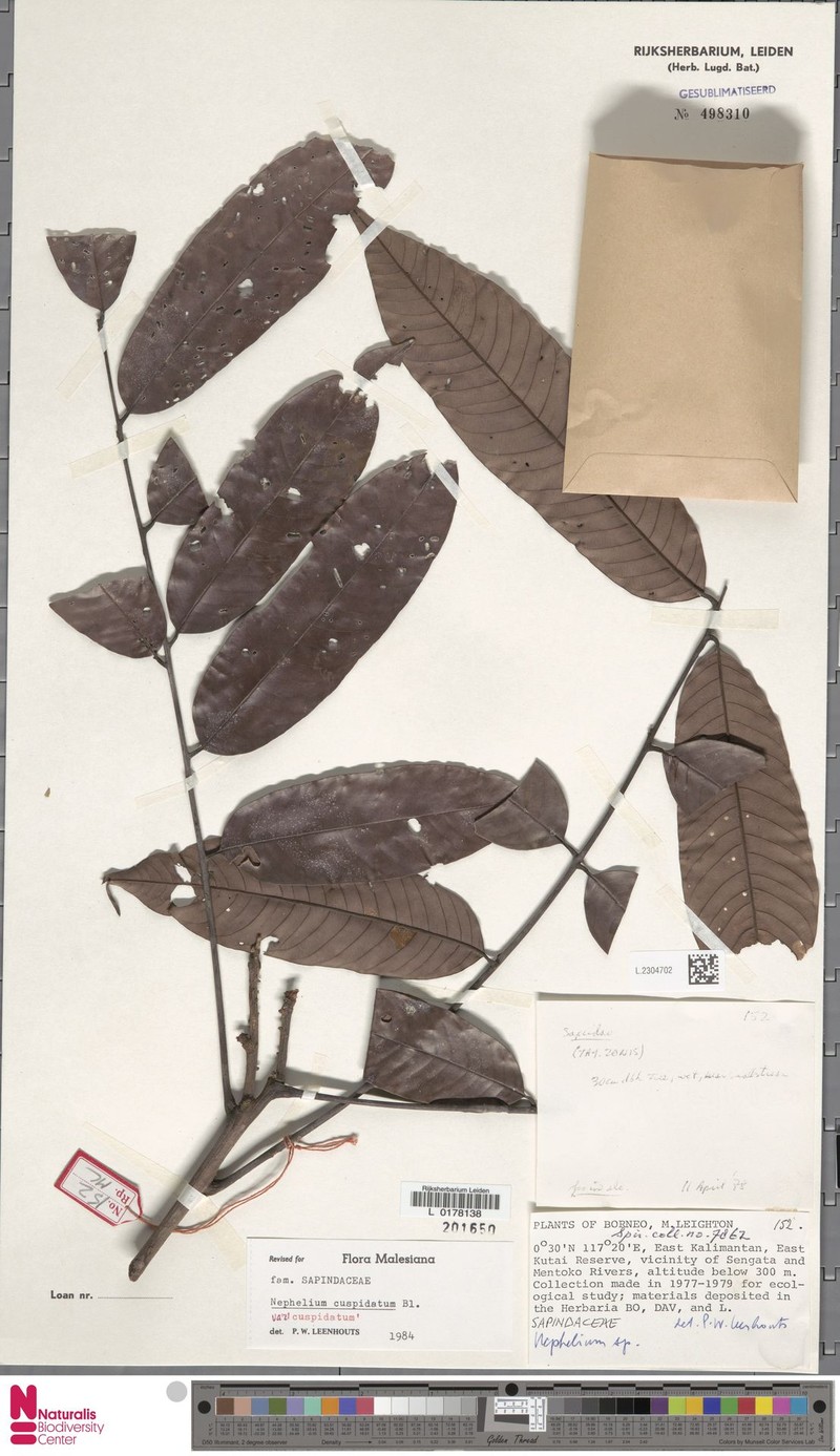 Nephelium cuspidatum var. cuspidatum photo 4