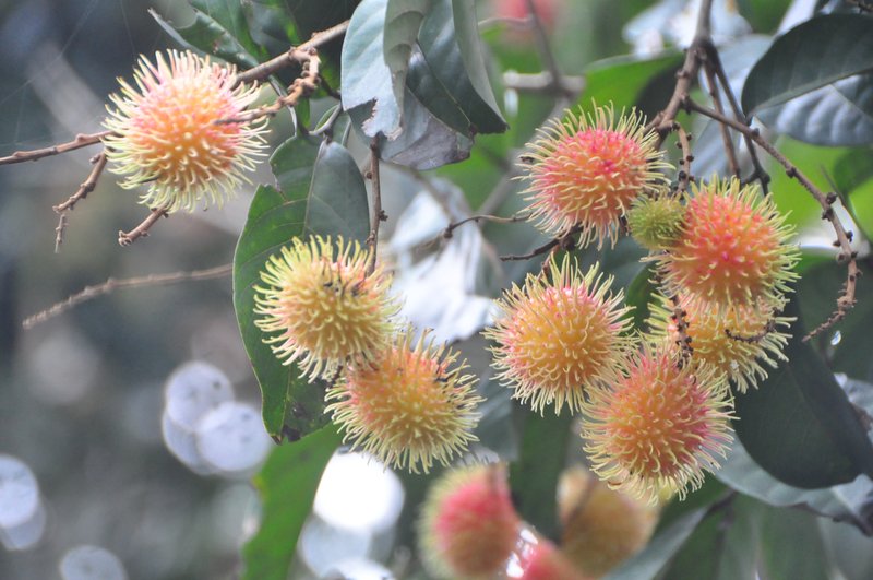 Rambutan photo 2