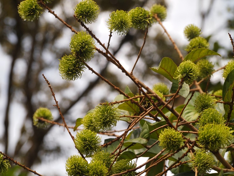Rambutan photo 4