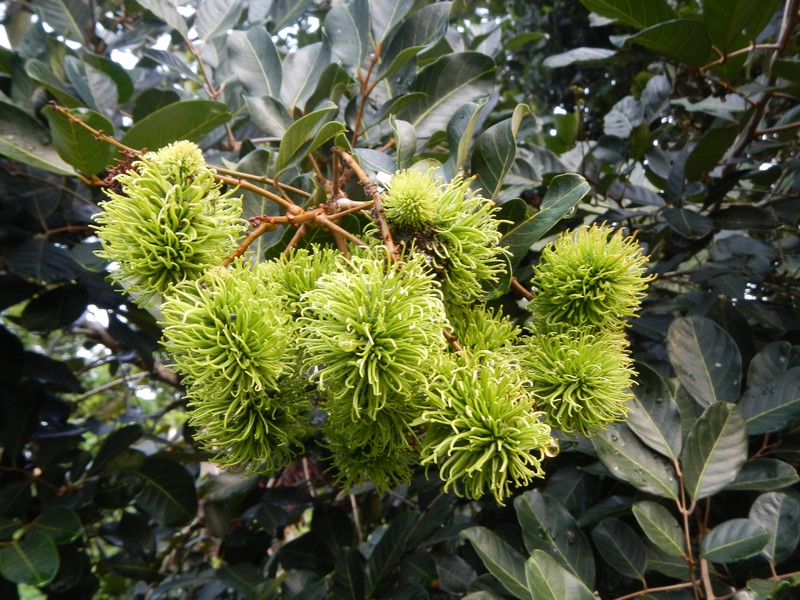 Rambutan photo 5