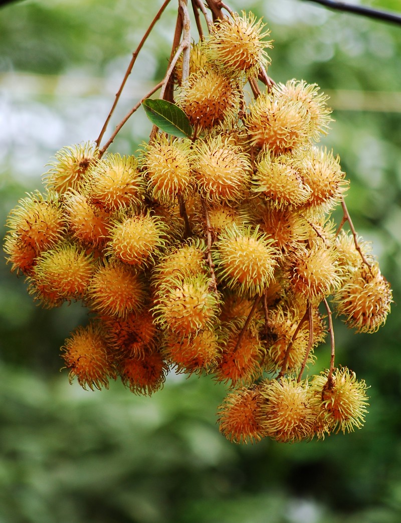 Rambutan photo 6