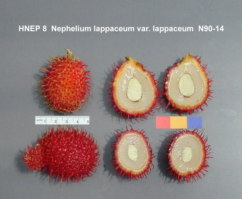 Rambutan photo 7