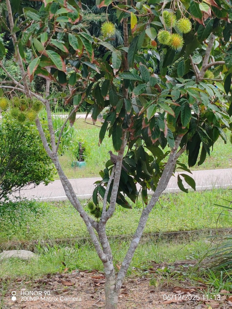 Rambutan photo 8
