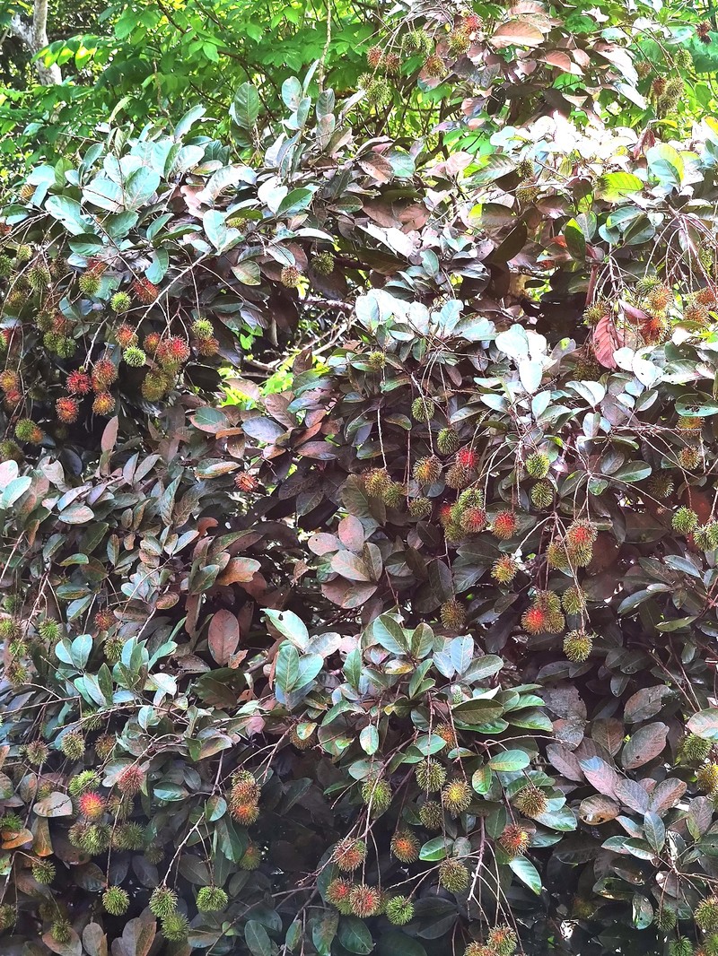 Nephelium lappaceum var. lappaceum