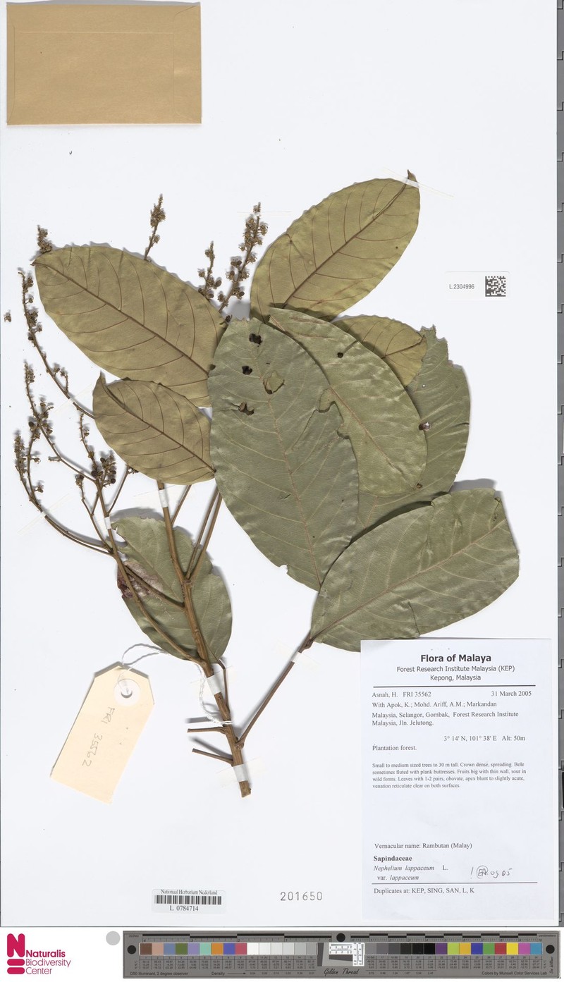 Nephelium lappaceum var. lappaceum photo 2