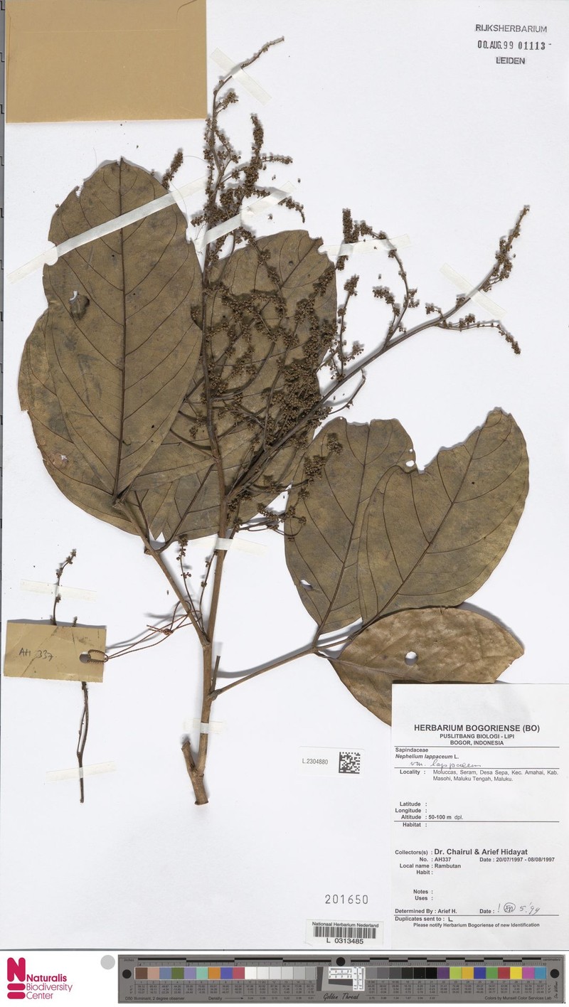 Nephelium lappaceum var. lappaceum photo 3
