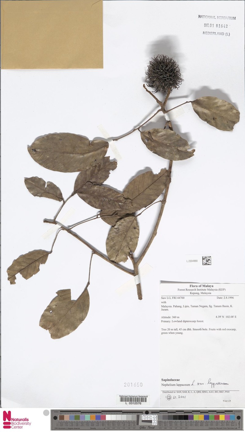 Nephelium lappaceum var. lappaceum photo 4