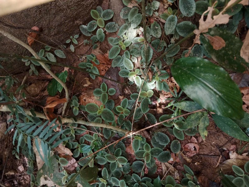 Nephoanthus prostratus