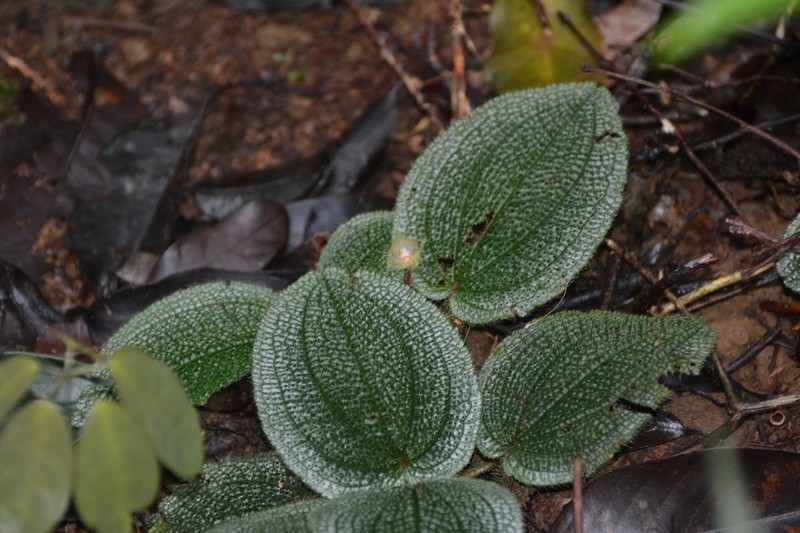 Nephoanthus prostratus photo 4