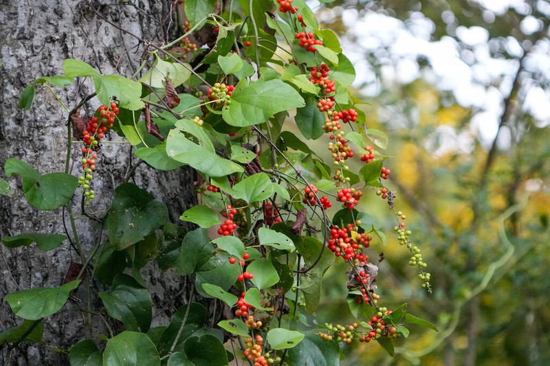 Carolina Coralbead