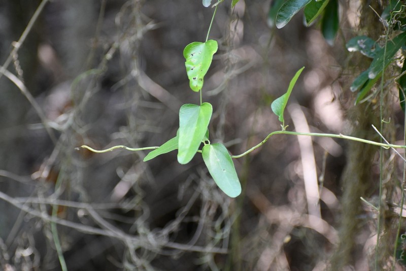 Snailseed photo 4