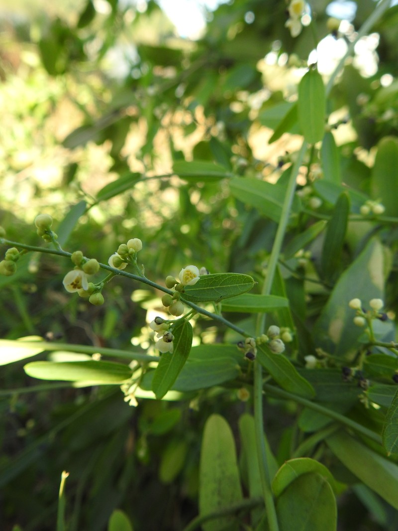 Snailseed photo 5