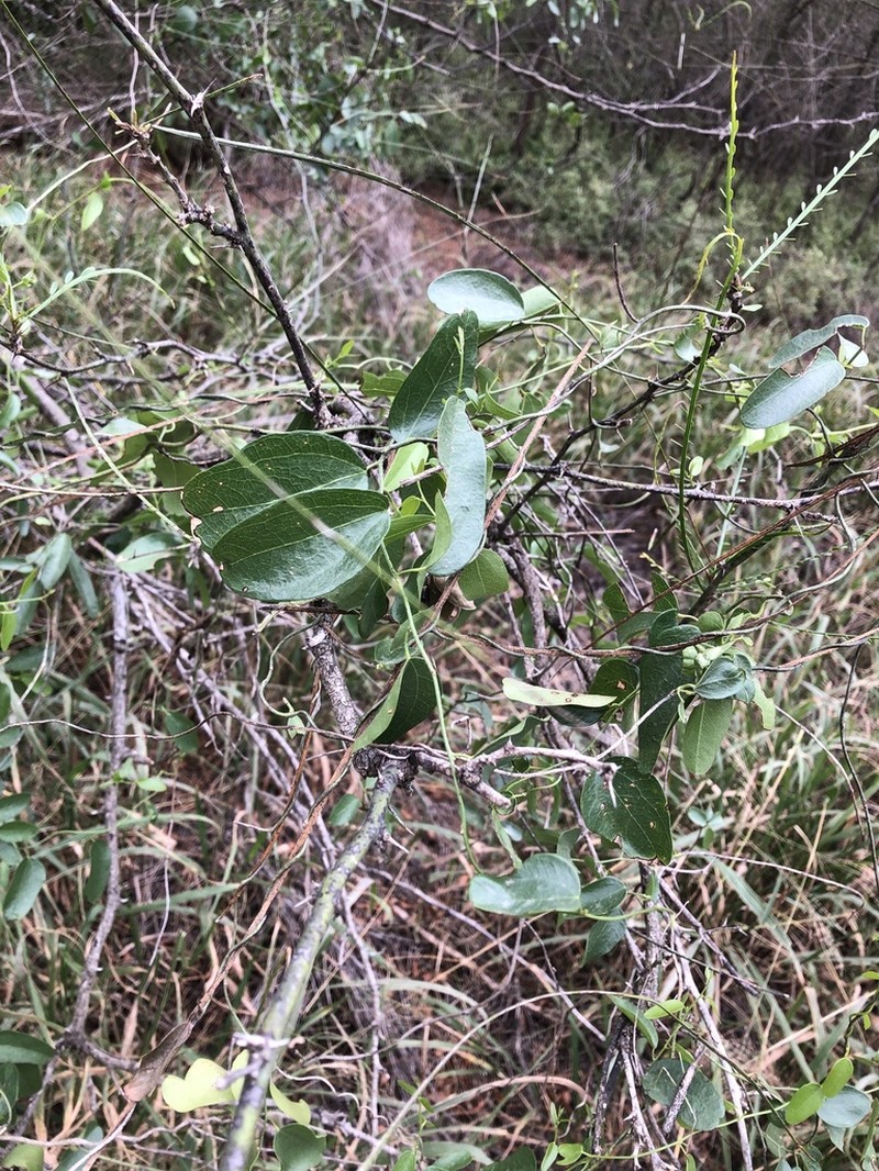 Snailseed photo 6