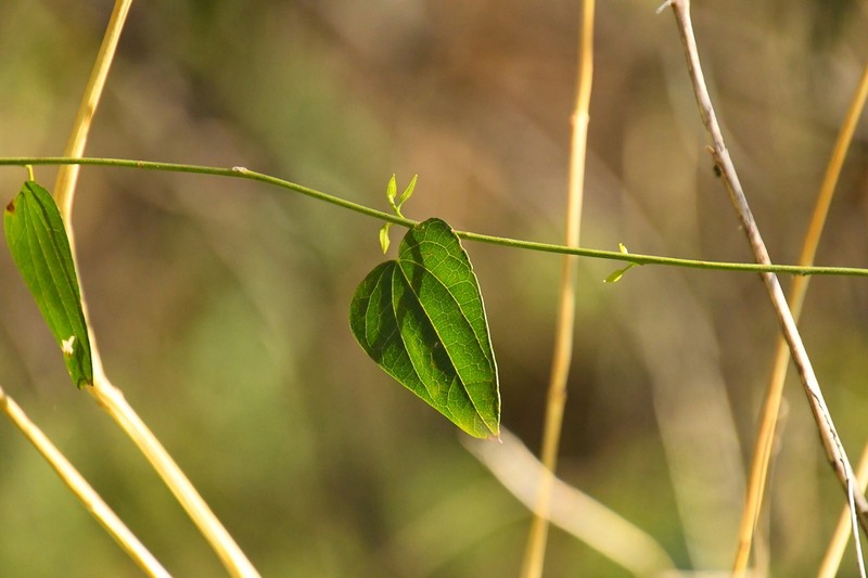 Snailseed photo 7