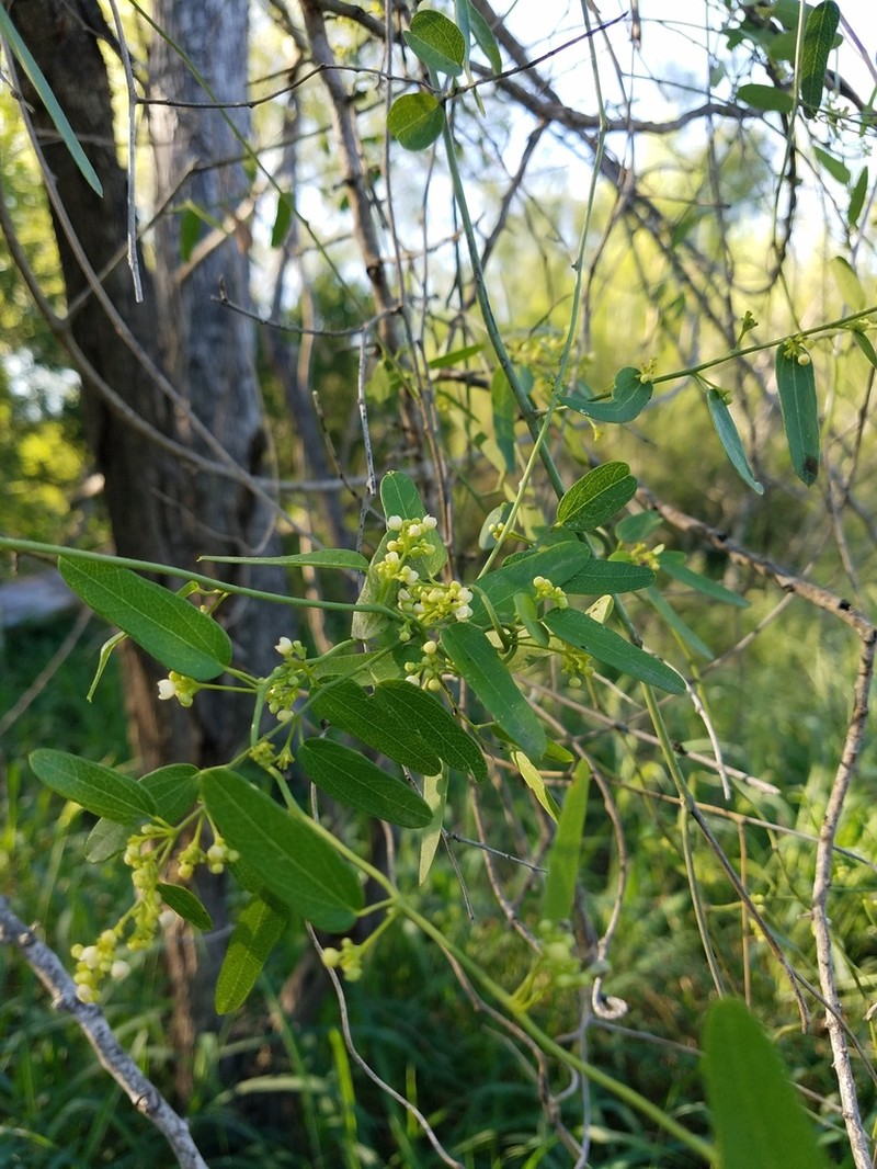 Snailseed photo 8