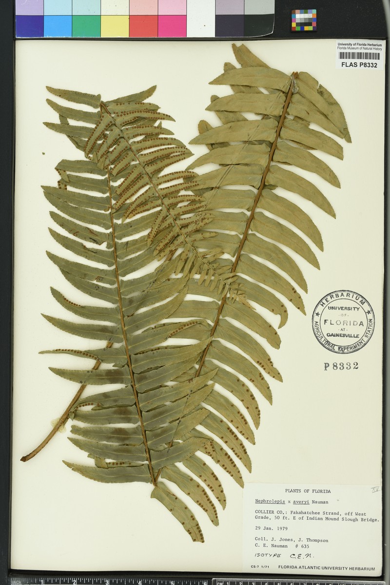 Nephrolepis × averyi photo 4