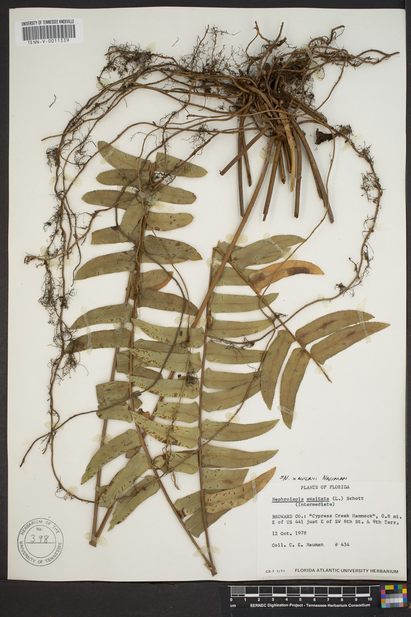 Nephrolepis × averyi photo 6