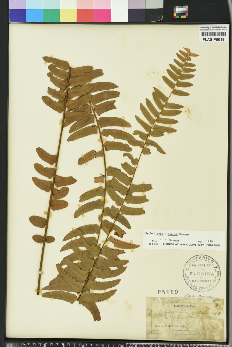 Nephrolepis × averyi photo 7