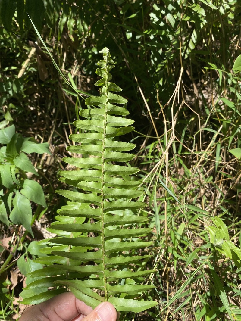 Swordfern