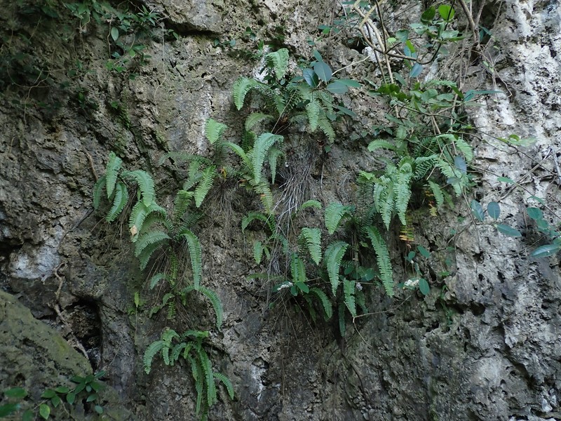 Swordfern photo 2