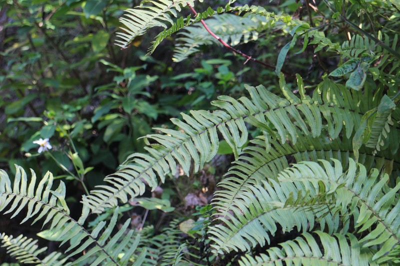 Swordfern photo 3