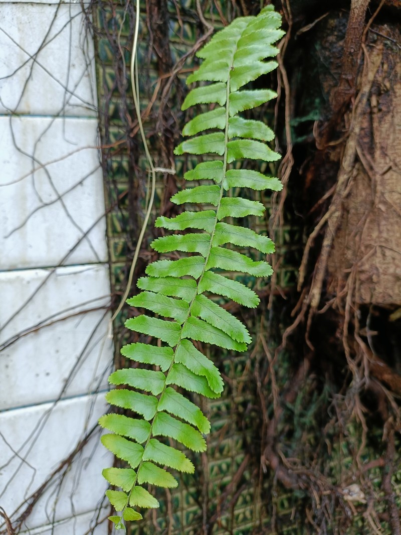 Swordfern photo 4