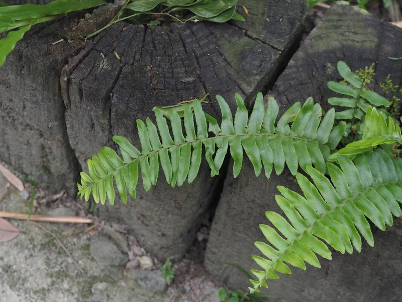 Swordfern photo 5