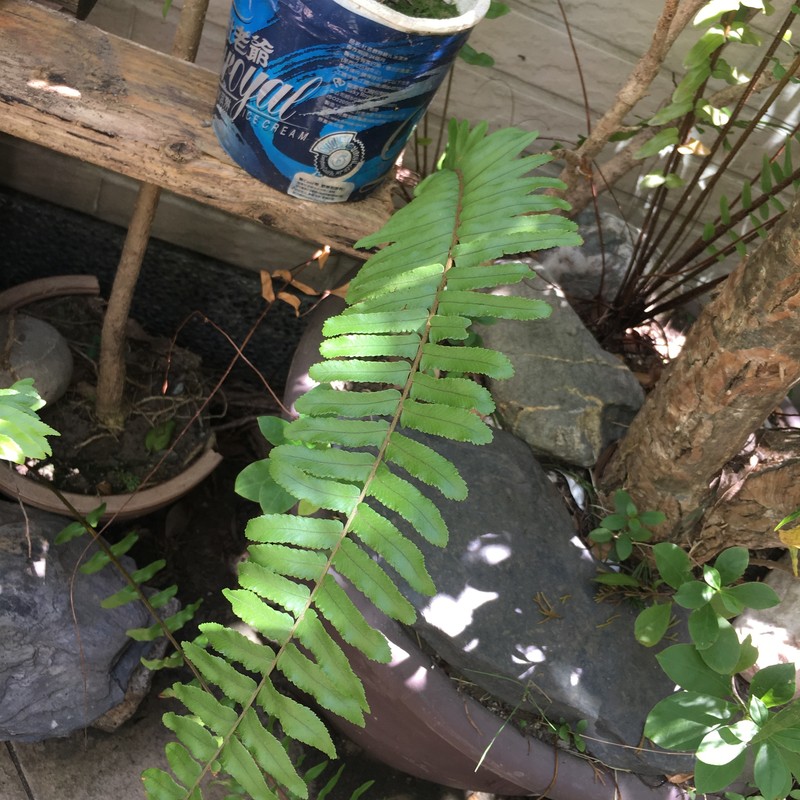 Swordfern photo 6