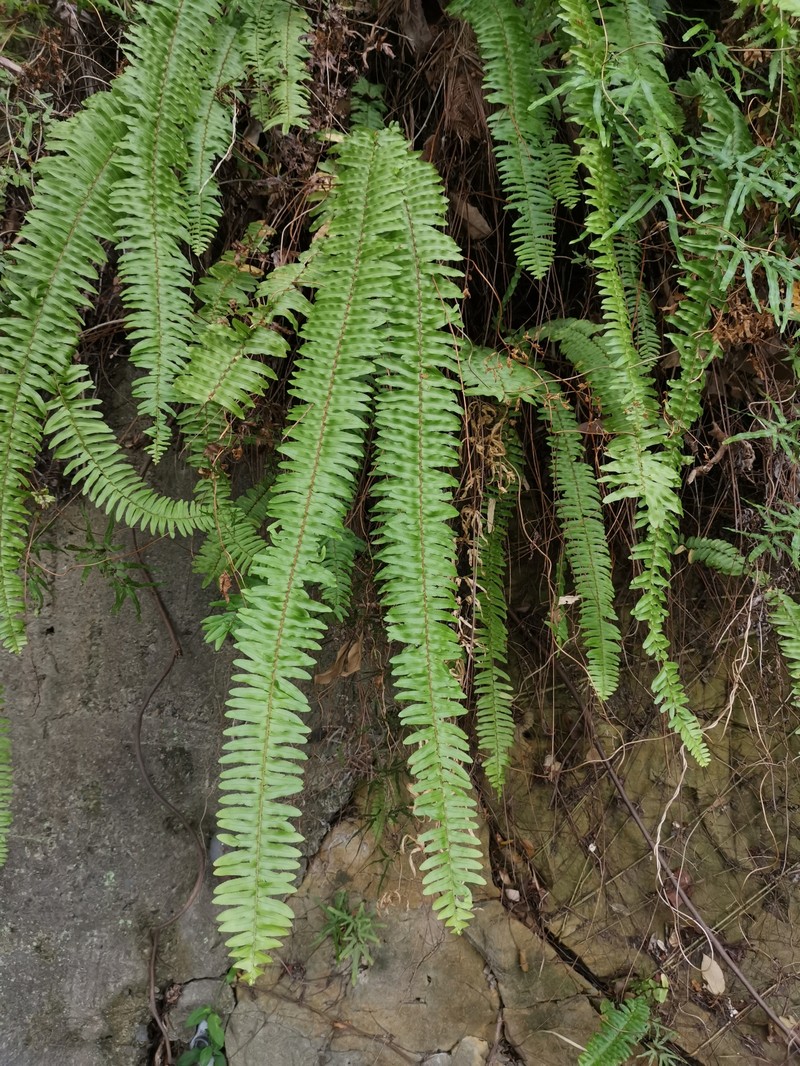 Swordfern photo 7
