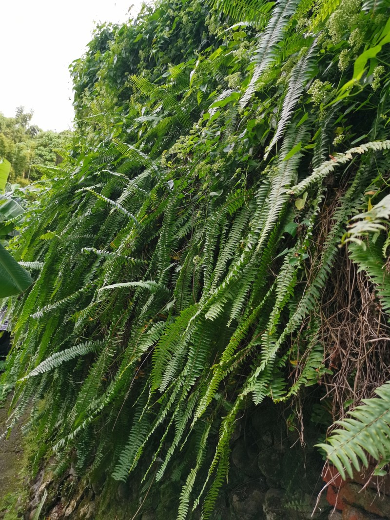 Swordfern photo 8