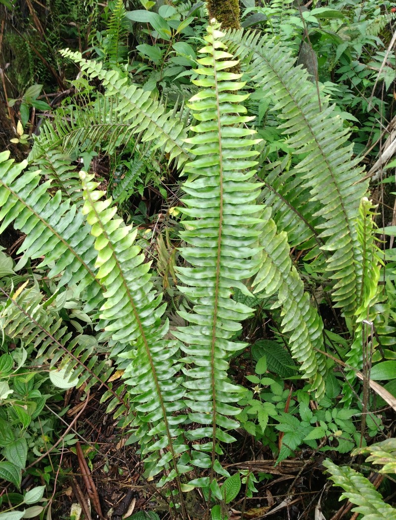 Swordfern