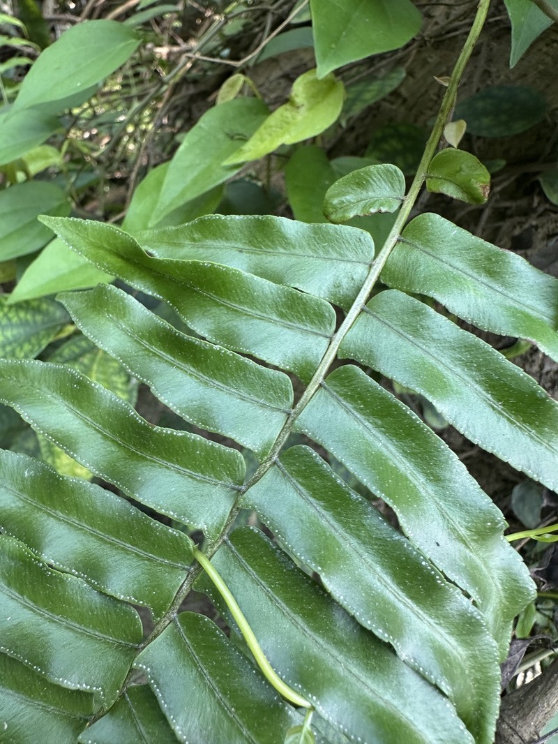 Nephrolepis × pseudobiserrata