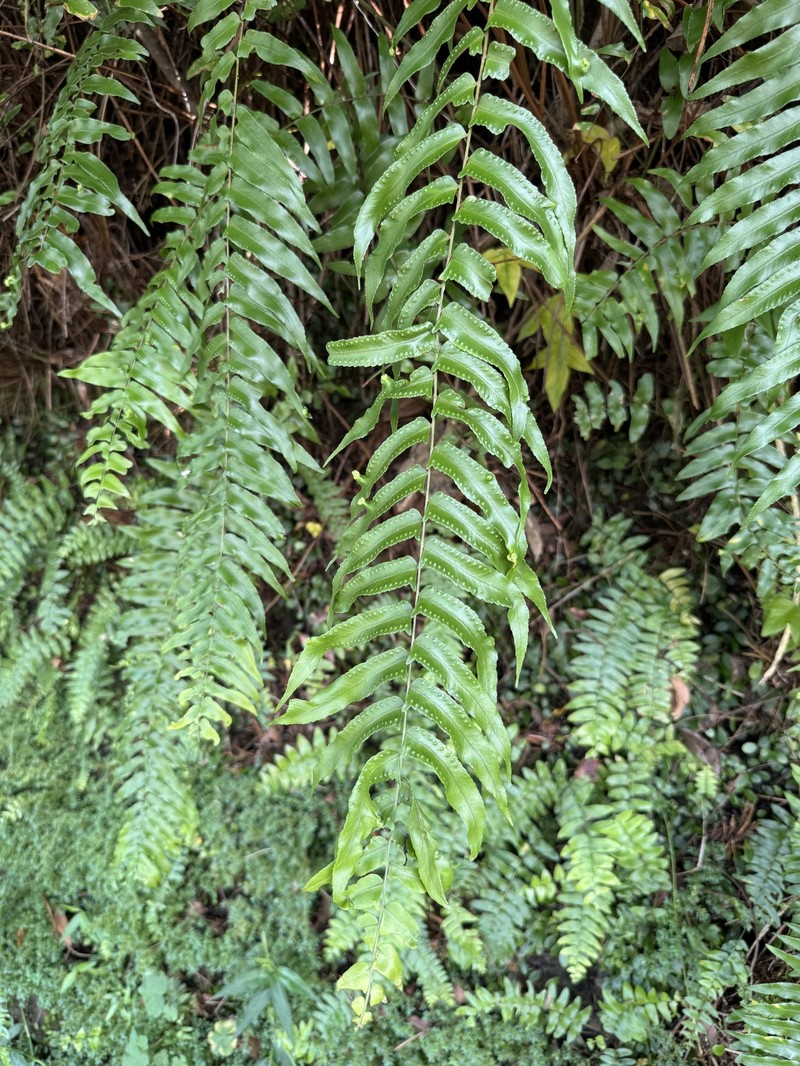 Nephrolepis × pseudobiserrata photo 2