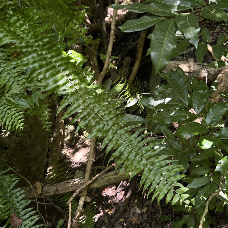 Nephrolepis × pseudobiserrata photo 3