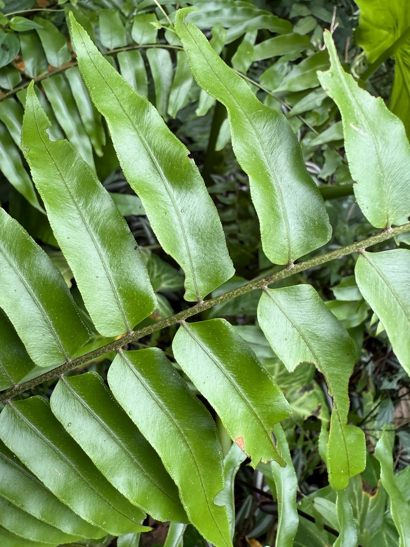 Nephrolepis × pseudobiserrata photo 4