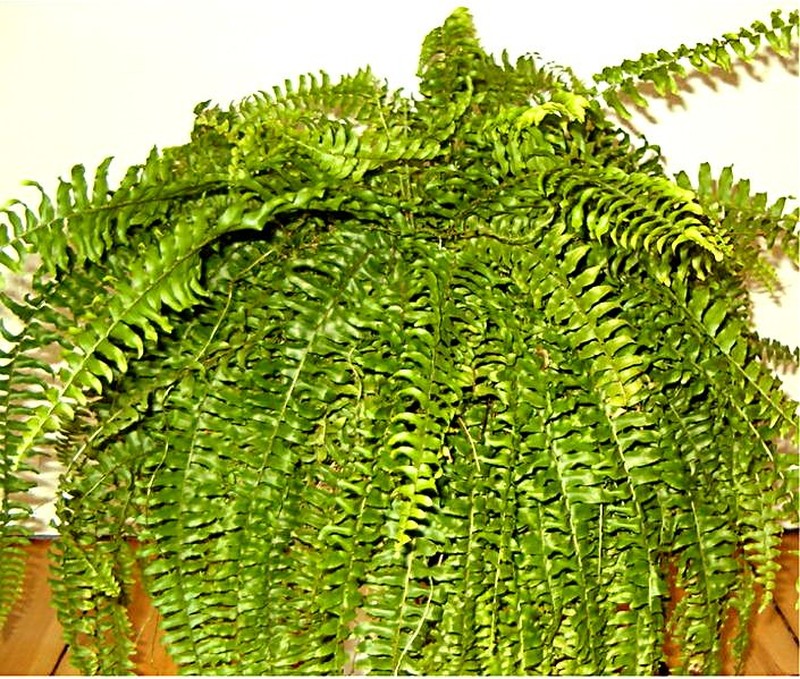 Swordfern