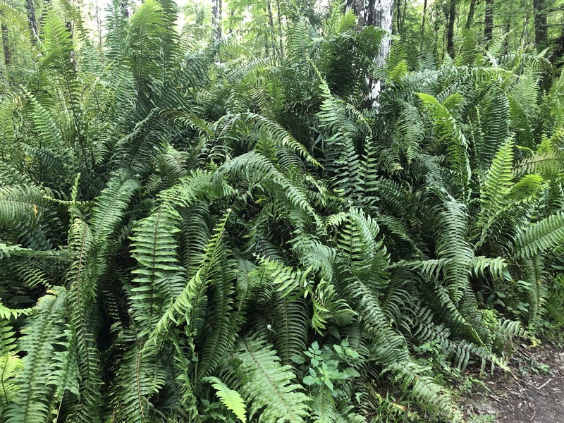 Swordfern
