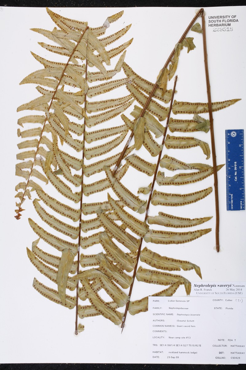 Swordfern photo 2