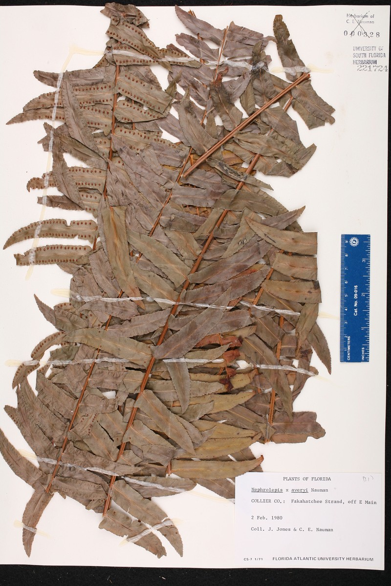 Swordfern photo 3