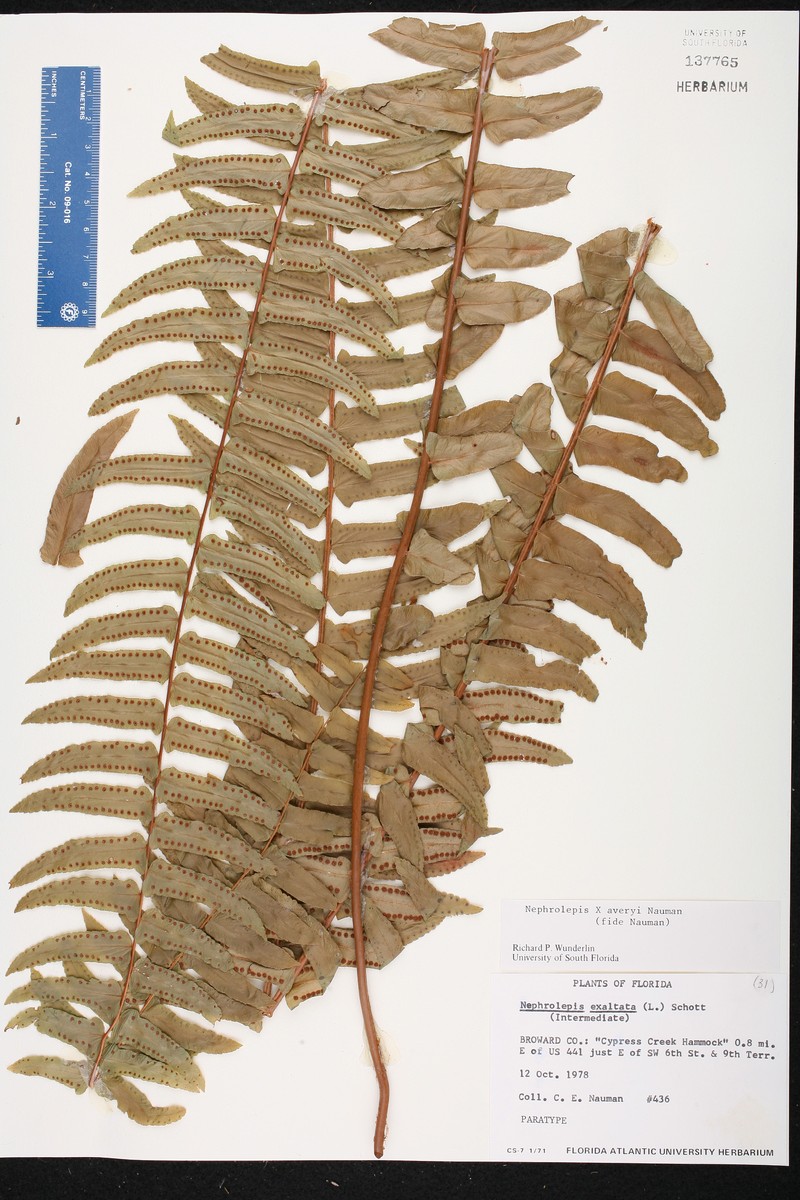 Swordfern photo 5