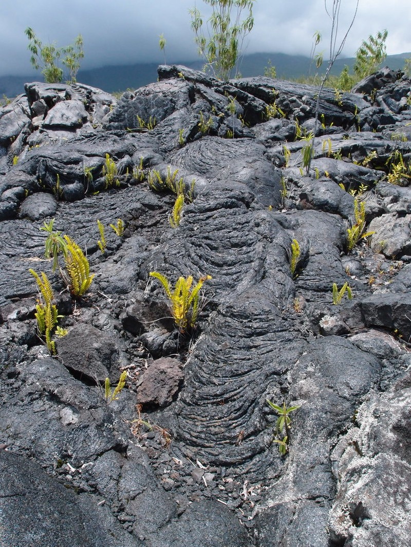 Nephrolepis abrupta