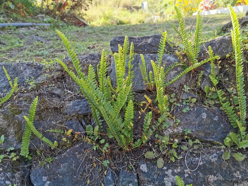 Nephrolepis abrupta photo 2