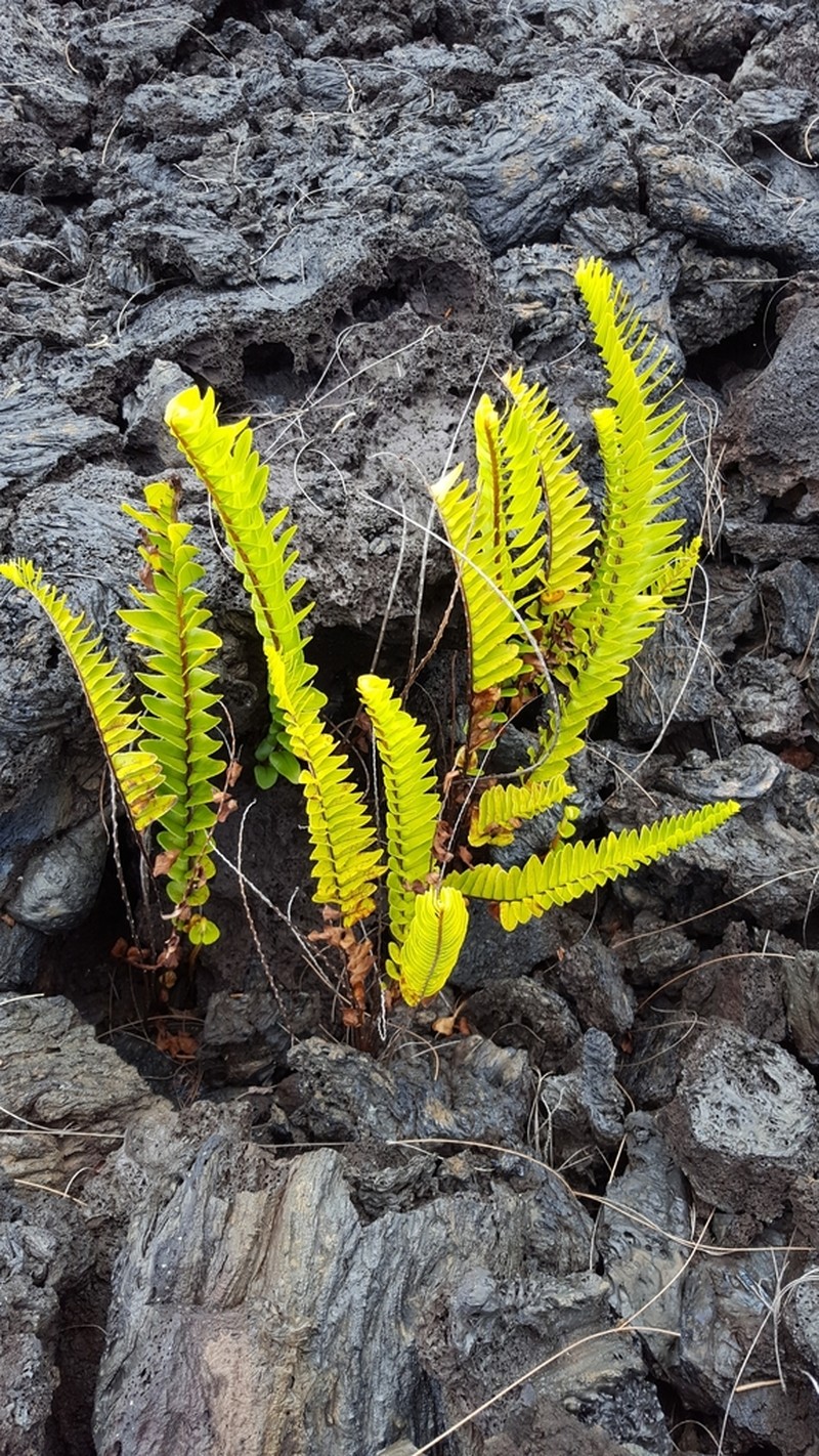 Nephrolepis abrupta photo 3