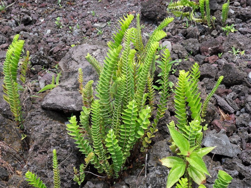 Nephrolepis abrupta photo 5