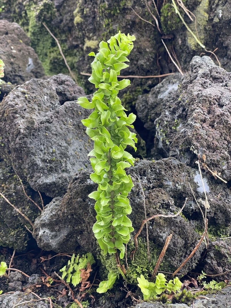 Nephrolepis abrupta photo 6