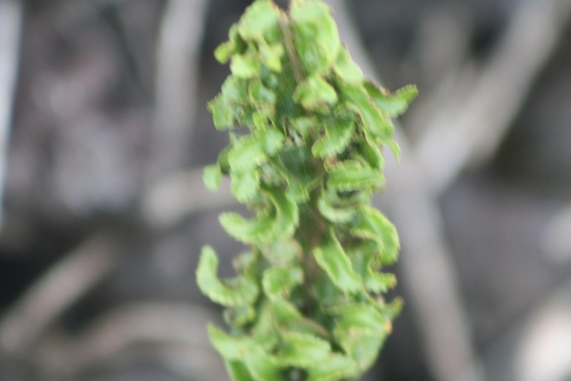 Nephrolepis abrupta photo 7