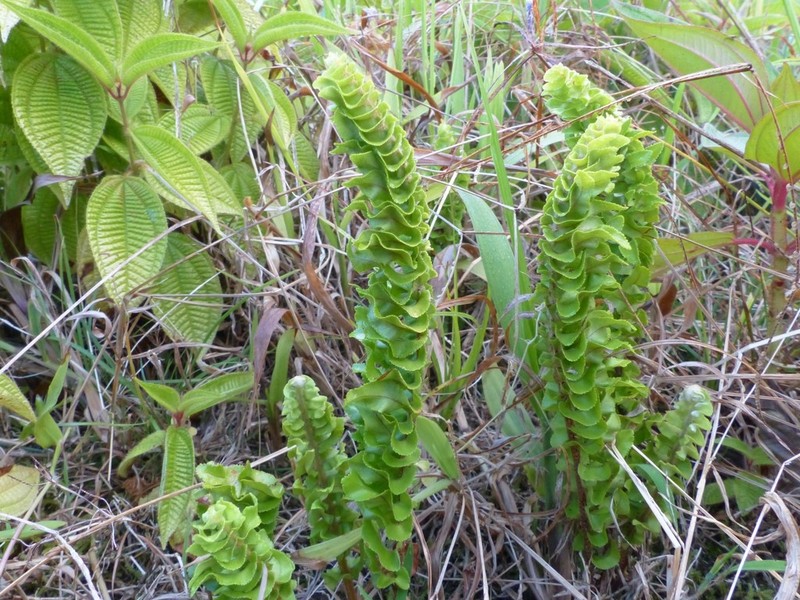 Nephrolepis abrupta photo 8