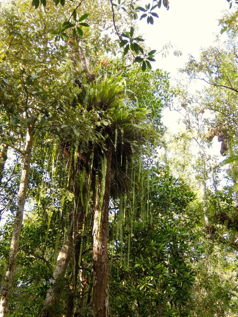 Nephrolepis acutifolia photo 2