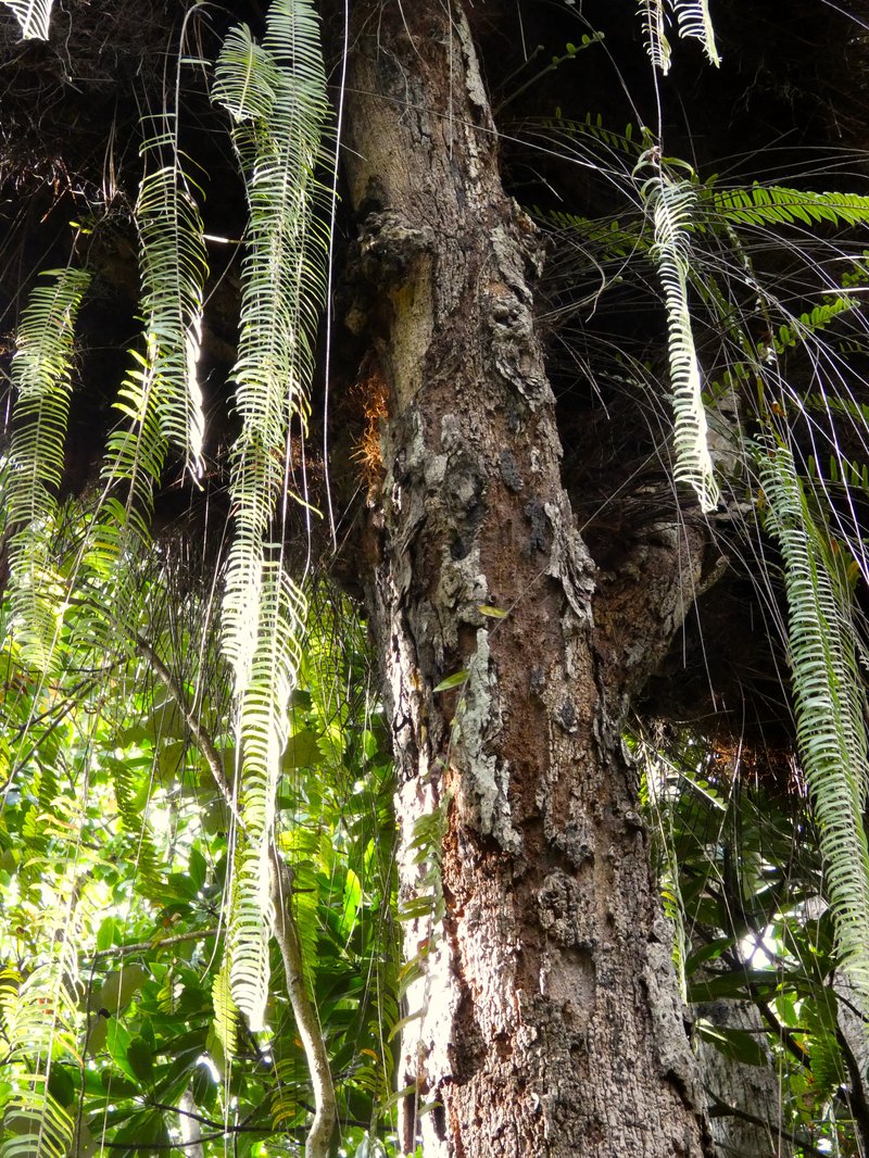 Nephrolepis acutifolia photo 3