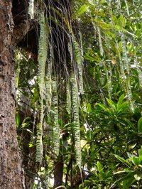 Nephrolepis acutifolia